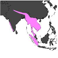 Foto: Great hornbill - distribución