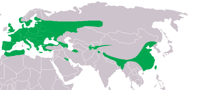 Foto: Cárabo común - distribución