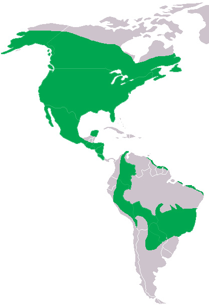 Foto: Búho americano - distribución