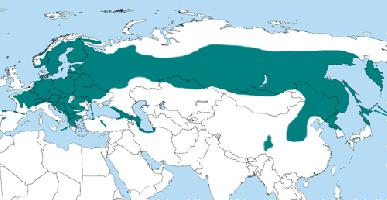Foto: Pito negro - distribución