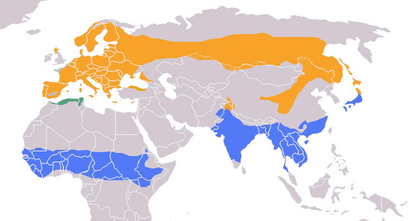 Foto: Eurasian wryneck - distribución