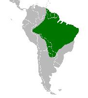 Foto: Tucán toco - distribución