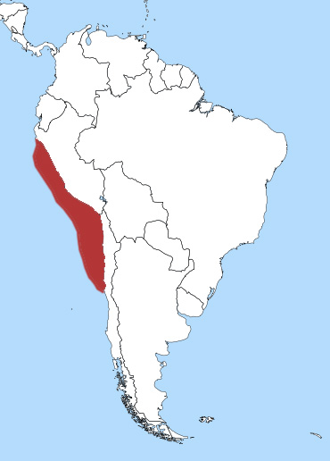 Foto: Pingüino de humboldt - distribución