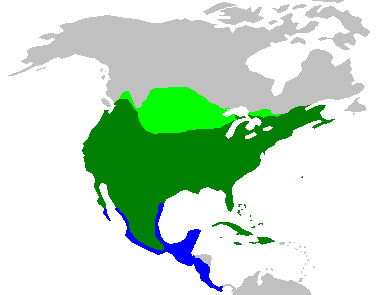 Foto: Huilota común - distribución