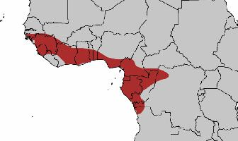 Foto: Turaco de guinea - distribución