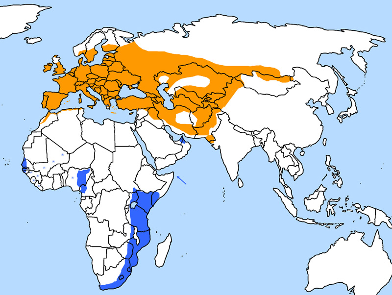 Foto: Chotacabras europeo - distribución