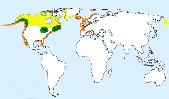 Foto: Colimbo grande - distribución