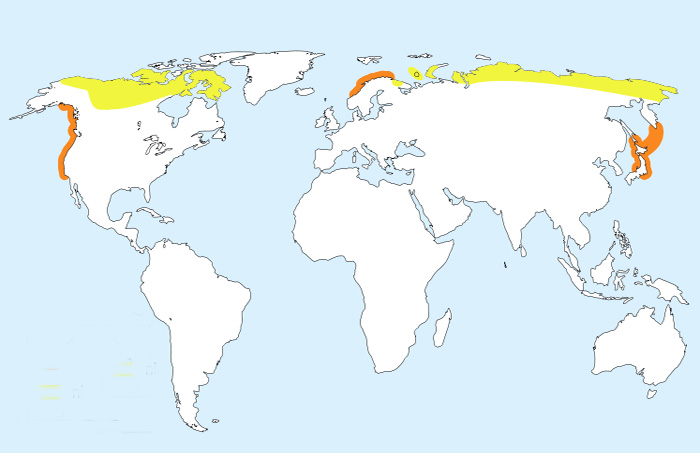Foto: Colimbo de adams - distribución