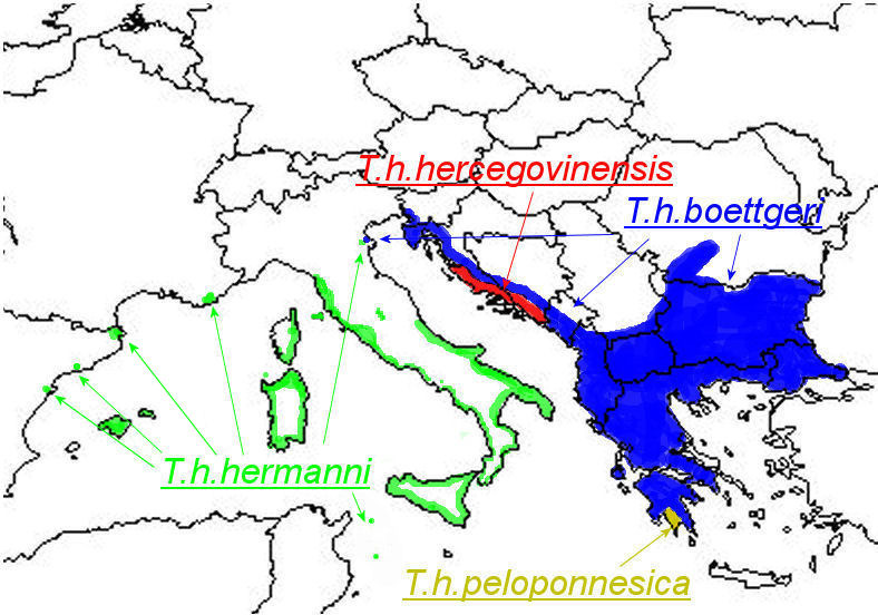 Foto: Tortuga mediterránea - distribución