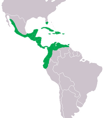 Foto: Cocodrilo americano - distribución