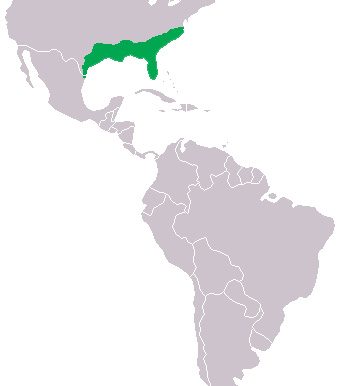 Foto: Aligátor americano - distribución