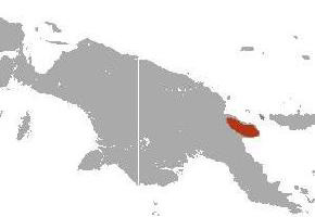 Foto: Canguro arborícola de huon - distribución