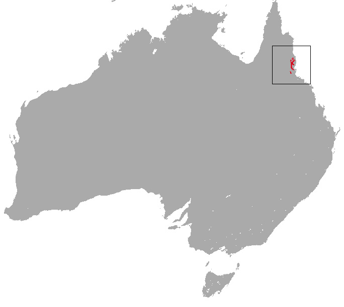 Foto: Herbert river ringtail possum - distribución