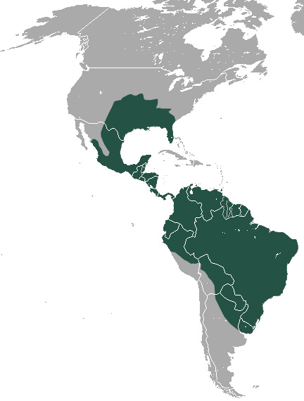 Foto: Armadillo de nueve bandas - distribución