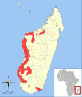 Foto: Lémur ratón gris - distribución