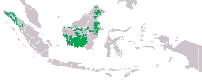 Foto: Orangutans - distribución